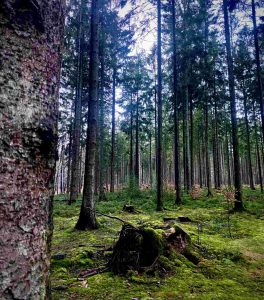 Bäume und Wurzeln im Wald